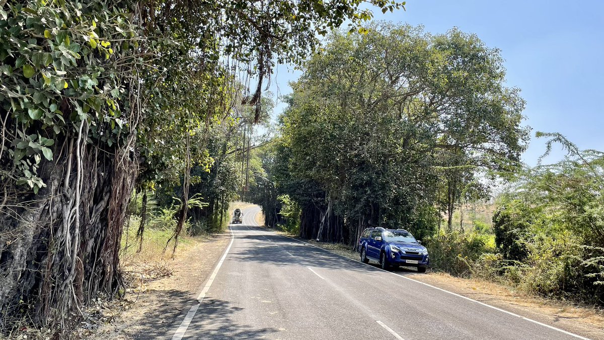 uday32008293's tweet image. #TheBigTreeQuest is taking me across every state and many internal highways.. while many have already been “developed” there are a few gems left..

Driving on these “undeveloped” inner state highways still is a beautiful experience.. not sure for how long.. 
#SaveFullyGrownTrees