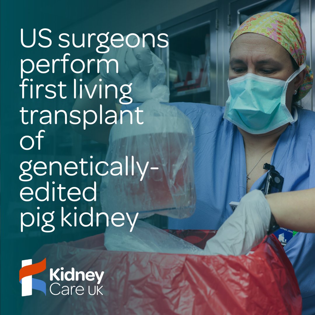 🏥A 62 year-old man living with kidney failure has become the first person to receive a successful transplant of pig kidney, which was genetically modified to reduce the risk of his body rejecting the organ: kidneycareuk.org/news-from-kidn… Photo credit: MASSACHUSETTS GENERAL HOSPITAL