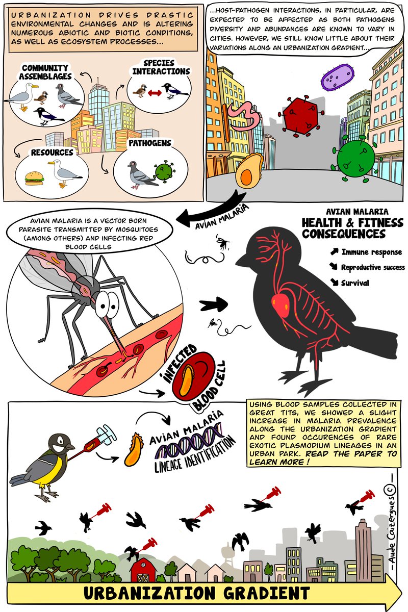 Interested in how urbanization influences host-parasite interaction and parasite diversity ? Check out our new paper on avian malaria, now in @PCI_Ecology ! Proud to be part of the transition to a more ethical publishing process. Thank you @PeerCommunityIn doi.org/10.24072/pci.e…