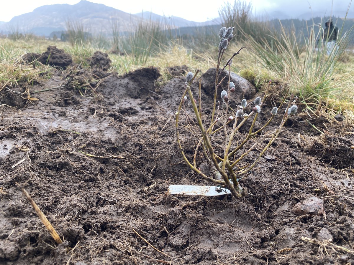 I'm thrilled to have planted #Corrour's #montane #willow seed stand! We collected Downy Willow cuttings from across the estate & they've been grown by @treesforlifeuk. Now we can upscale seed production for habitat #restoration, from the largest #DownyWillowSeedStand in Britain!