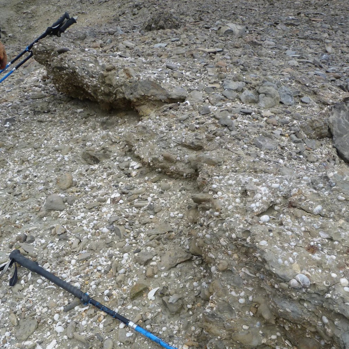 Rowan Whittle (@whittlerowan) on Twitter photo Here are some more photos of our field season on Seymour Island, Antarctica. We were looking at community change in the Eocene (around 56-34 million years ago) and the K-Pg mass extinction (66 million years ago). <a href="/BAS_News/">British Antarctic Survey 🐧</a> Here are some more photos of our field season on Seymour Island, Antarctica. We were looking at community change in the Eocene (around 56-34 million years ago) and the K-Pg mass extinction (66 million years ago). <a href="/BAS_News/">British Antarctic Survey 🐧</a>
