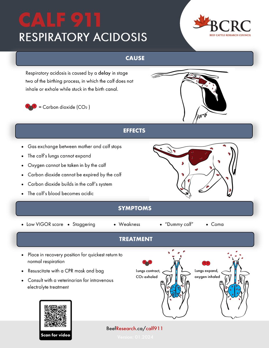 A calf that has experienced a prolonged calving and appears to be a "dummy calf" with a low VIGOR score, is likely suffering from respiratory acidosis. Learn risks and treatment in the BCRC #calf911 Respiratory Acidosis Guide and video:
beefresearch.ca/blog/calf-911-…

#calving2024
