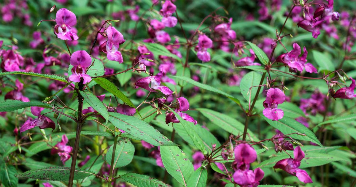 M&N Horticulture (@mn_horticulture) on Twitter photo UK #Gardeners Warned About Exploding Plant Set To Spread Across The UK huffingtonpost.co.uk/entry/uk-garde… via <a href="/HuffPostUKLife/">HuffPost UK Life</a> #invasiveplants UK #Gardeners Warned About Exploding Plant Set To Spread Across The UK huffingtonpost.co.uk/entry/uk-garde… via <a href="/HuffPostUKLife/">HuffPost UK Life</a> #invasiveplants