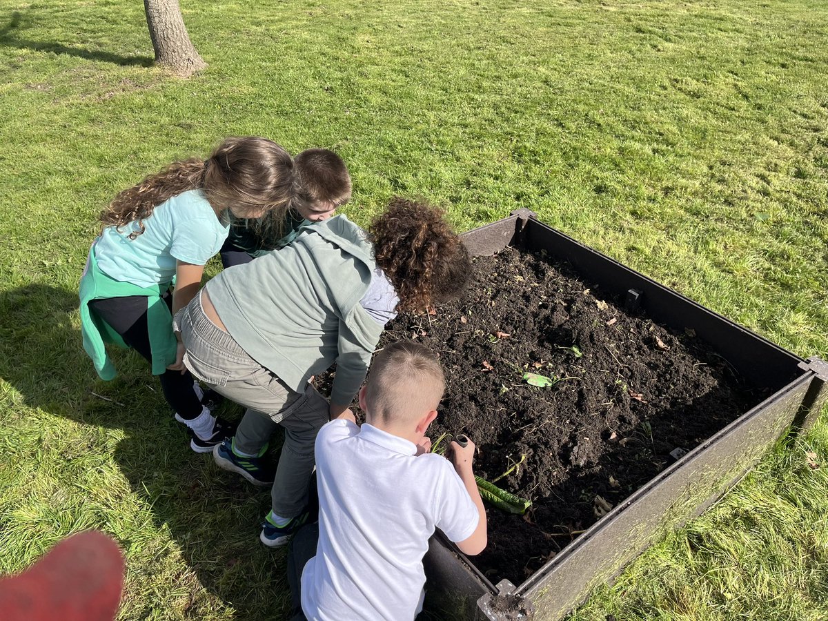 Malpas_Park's tweet photo. #MPPSY3 had a lovely day weeding, planting and organising our raised beds and pots. Da iawn pawb, you worked so hard!
#greenfingers
#gettingsummerready https://t.co/XO9GxwsYKL