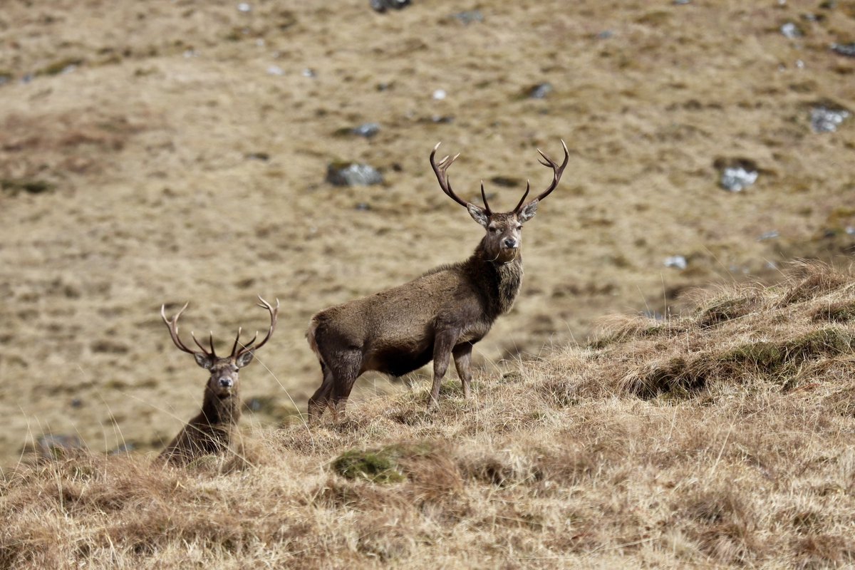ColinRitchie17's tweet photo. Red Deer #knoydart https://t.co/WlzwQUrRrq