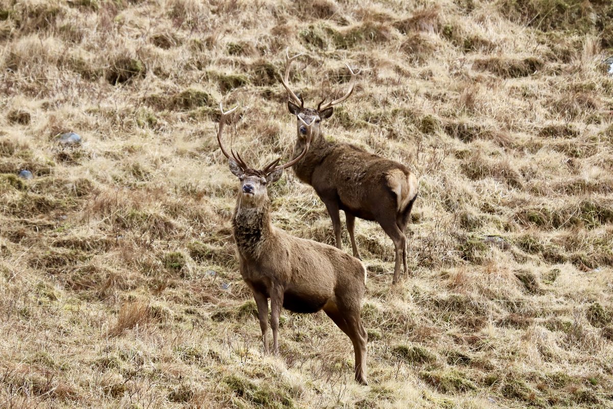 ColinRitchie17's tweet photo. Red Deer #knoydart https://t.co/WlzwQUrRrq