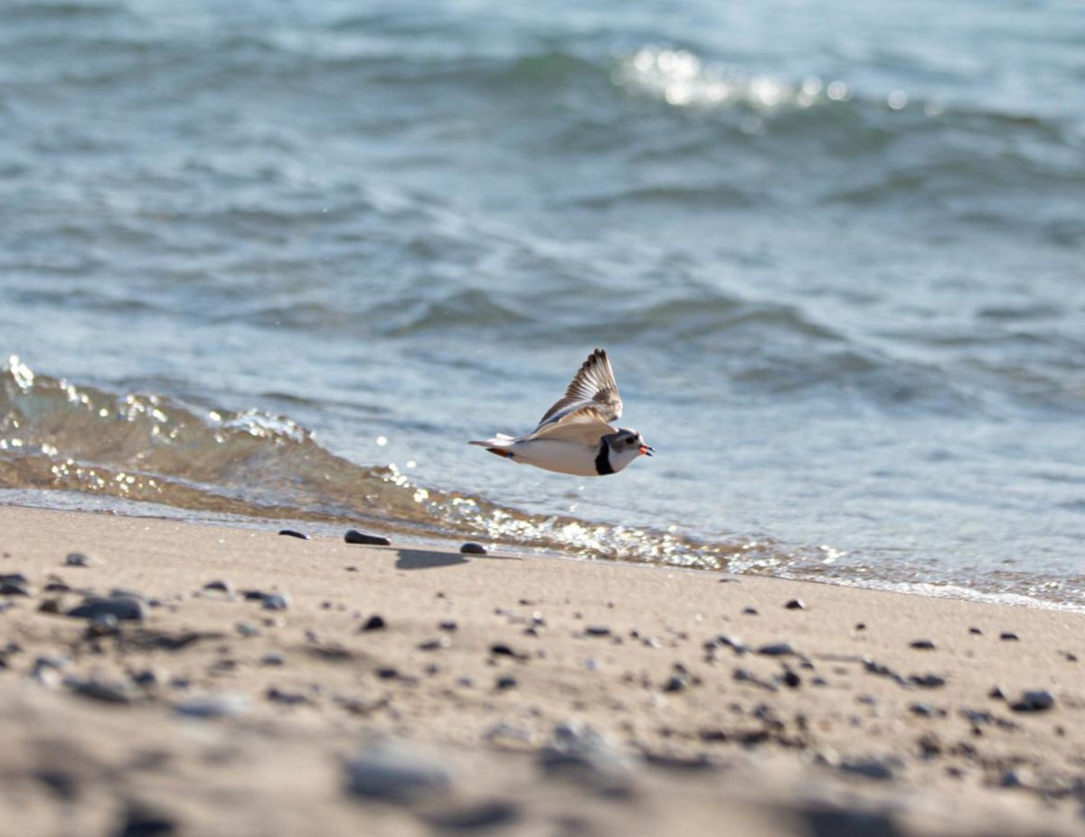 It’s World Water Day! Did you know that the Great Lakes contain one-fifth of the liquid surface freshwater on our planet? Providing drinking water for millions of people in North America, the Great Lakes are also a crucial habitat for endangered Piping Plovers!