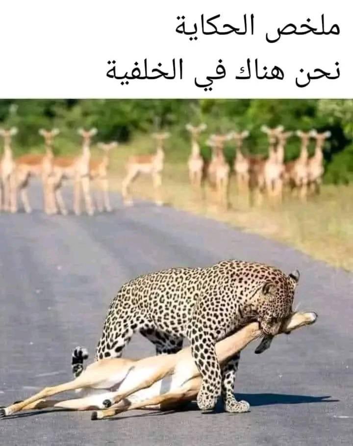 ❤️ مدحت ❤️ (@7midhit) on Twitter photo 