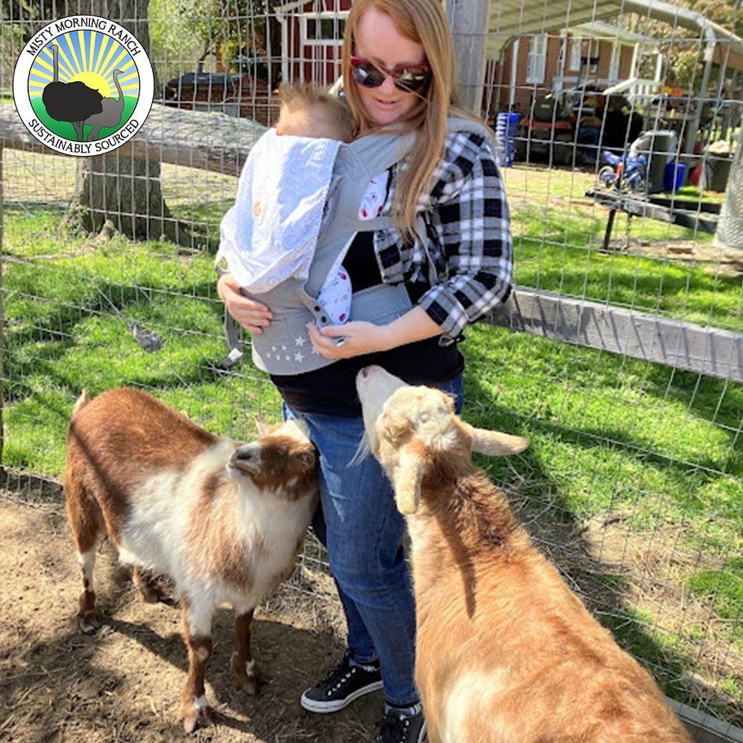 MistyMorningNC's tweet photo. We have more than just ostrich friends! From playful antics to their gentle nature, these goats are stealing our hearts. ❤️ https://t.co/VKSA7fC2Ej