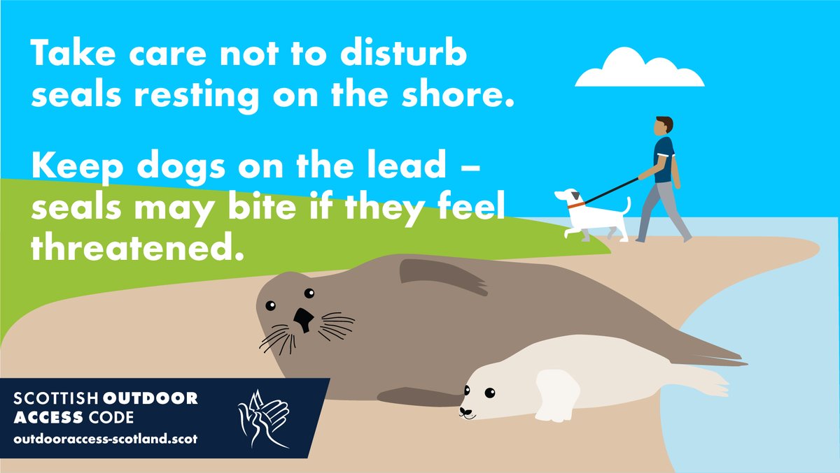NatureScot's tweet photo. If a seal’s head pops up, you’re close enough! If it has to move away from you, it uses valuable energy and could get injured.

Keep your distance and have your dog on a lead to avoid this and prevent your dog from being bitten.

More tips: https://t.co/TjMUQ0nqtj 
#KnowTheCode https://t.co/ds6aYHuUU9
