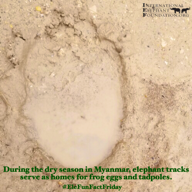 ElephantsIEF's tweet photo. It's #WorldWaterDay AND #ElephantFunFactFriday! We're celebrating with some of our favorite facts about elephants and water!
#DidYouKnow #TheMoreYouKnow #EFFF https://t.co/VuQvb8cUSw