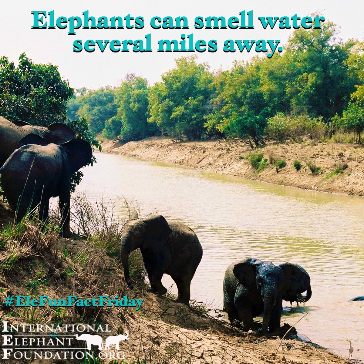 ElephantsIEF's tweet photo. It's #WorldWaterDay AND #ElephantFunFactFriday! We're celebrating with some of our favorite facts about elephants and water!
#DidYouKnow #TheMoreYouKnow #EFFF https://t.co/VuQvb8cUSw