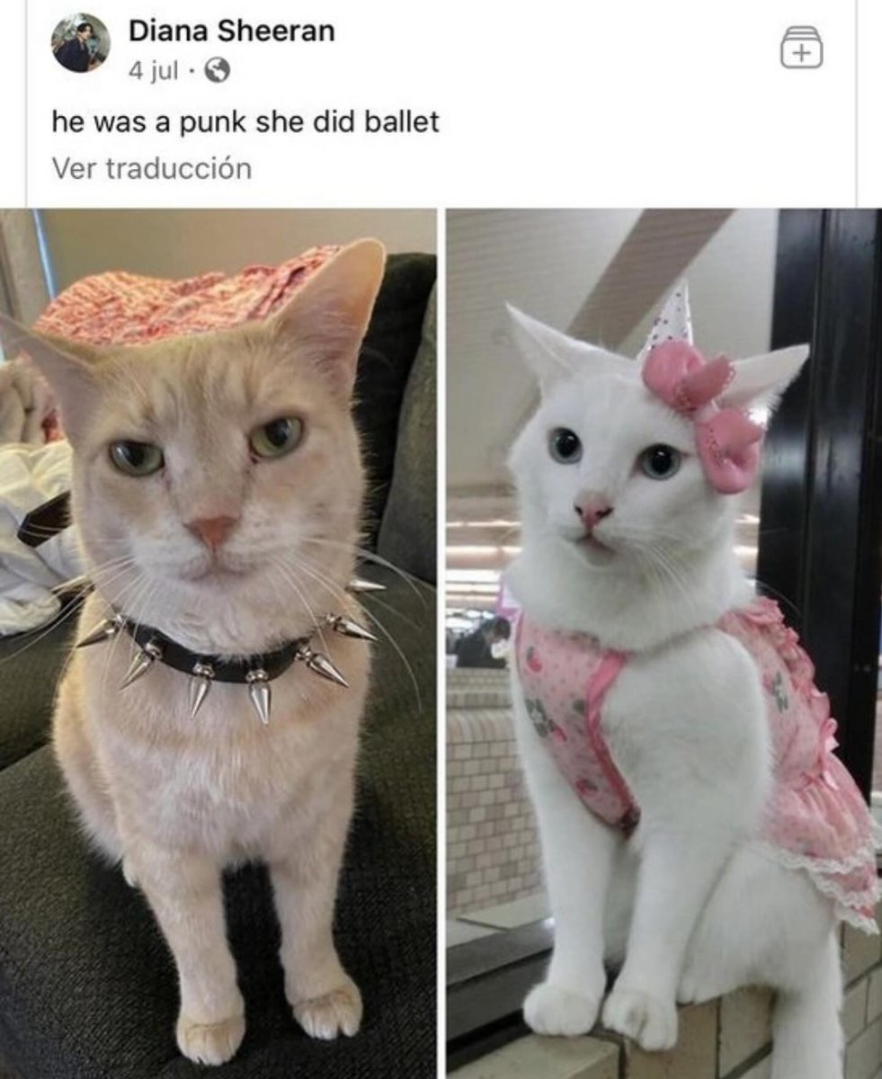 Punch Cat (@punchingcat) on Twitter photo 