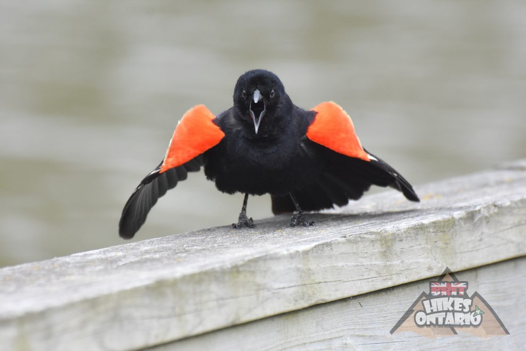 BritHikesON's tweet photo. Took this pic a while ago. Have it on some stock websites etc..
Been informed by @Rovio_Gaming that I'm not allowed to describe this angry bird as an "angry bird". Any reference to this as an "angry bird" has been forcibly removed 😂

#sensitive #heavyhanded #birding #birds https://t.co/Qwf9RPmZM2