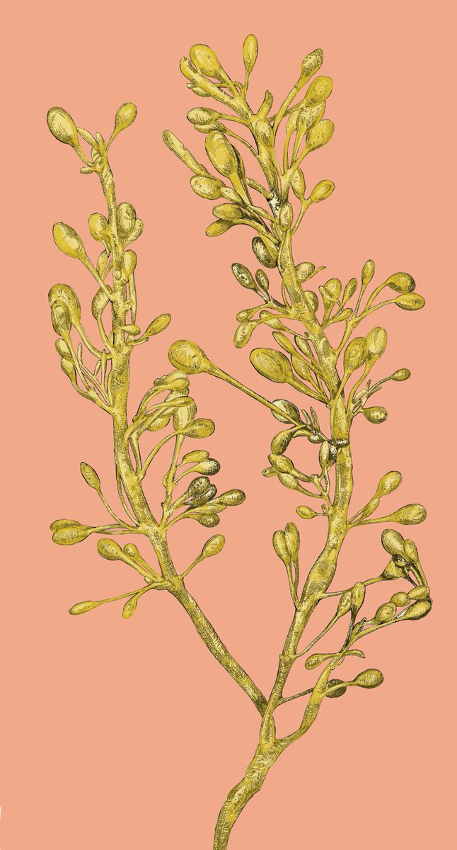 Just finished this little drawing project! Happy #PhycologyFriday Seaweed lovers! #seaweed