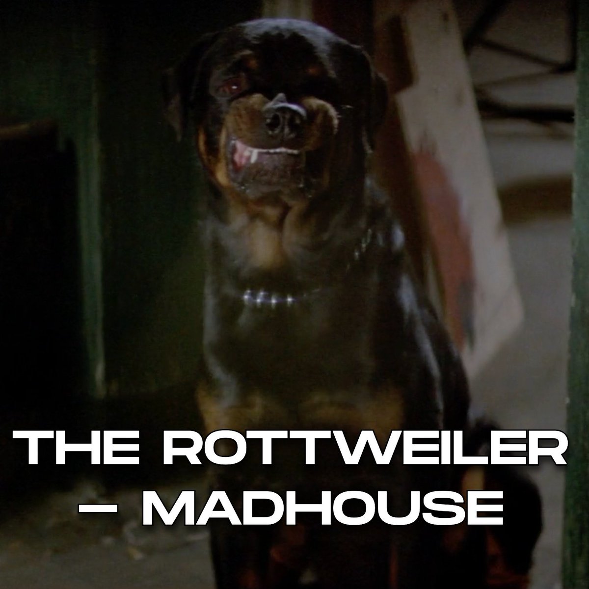 It's time for a tail-wagging treat!🐕 

Celebrate #NationalPuppyDay with these scene-stealing pooches (and more!) in our CANINE CHAOS collection: bit.ly/3Po7Jra 🐾