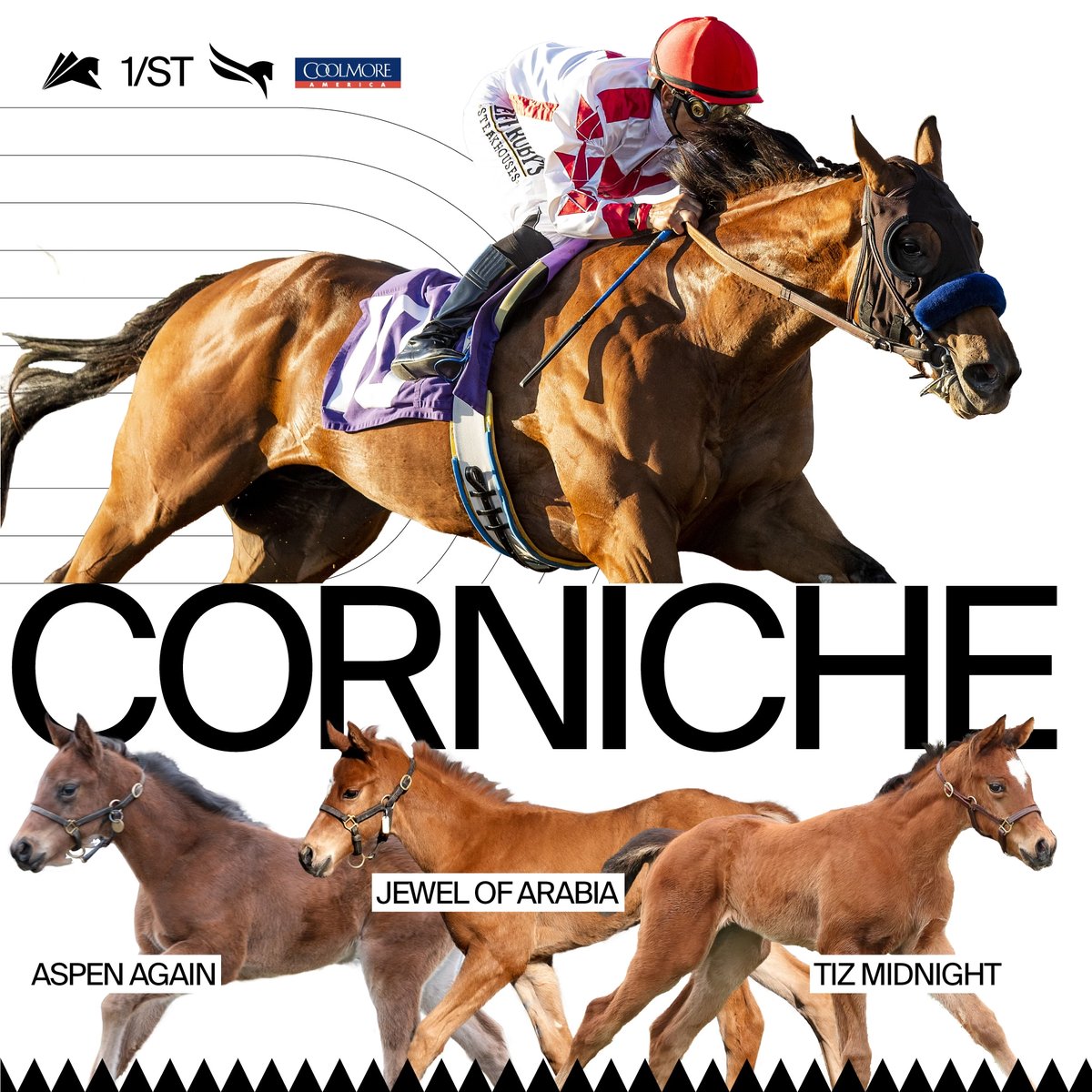 Happy #FoalFriday with <a href="/coolmoreamerica/">Coolmore America</a>! This week we're highlighting Corniche and his progeny Aspen Again, Jewel of Arabia, and Tiz Midnight.