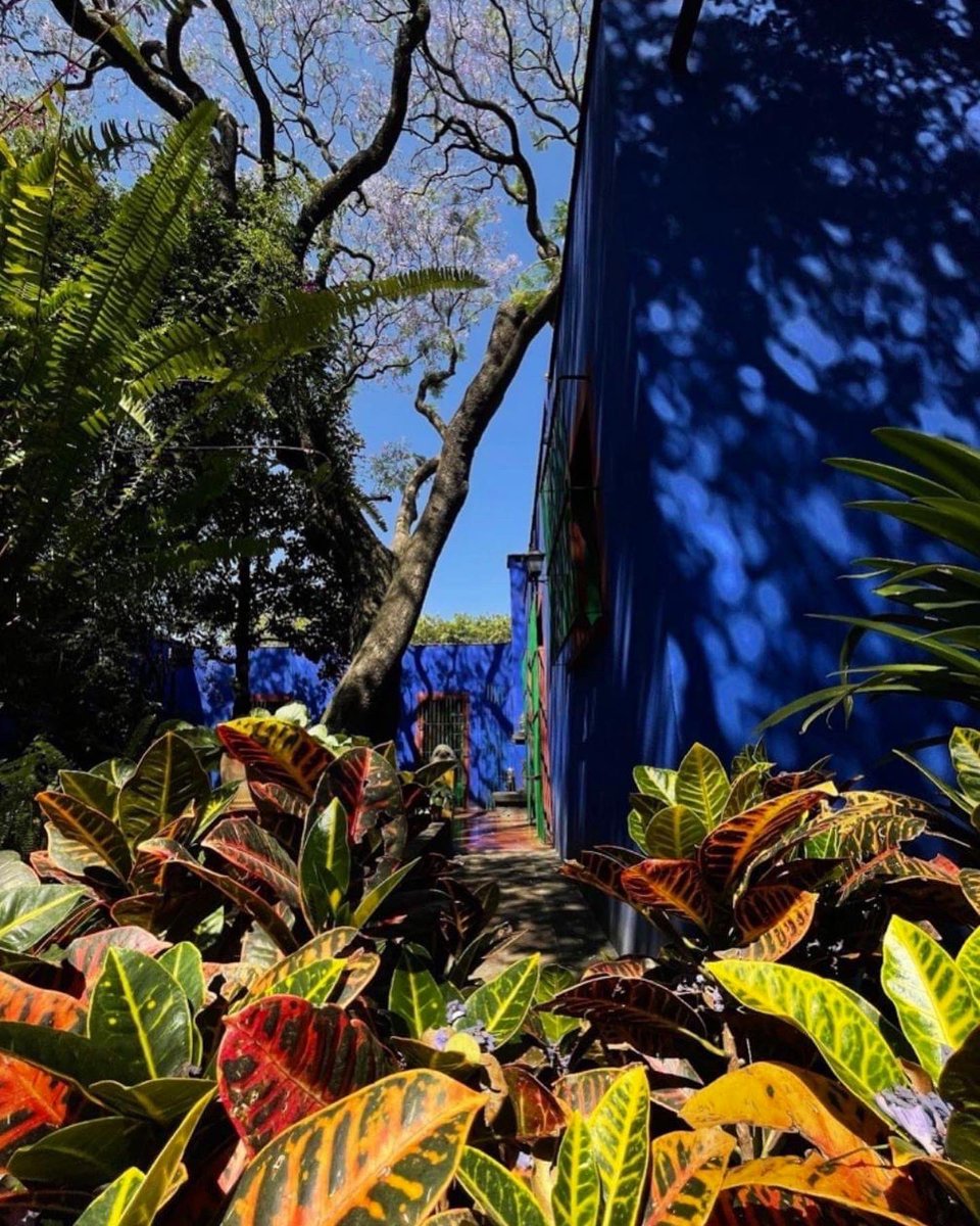museofridakahlo's tweet photo. Inicia la primavera en la #CasaAzul 💙 https://t.co/9He2pCJXip