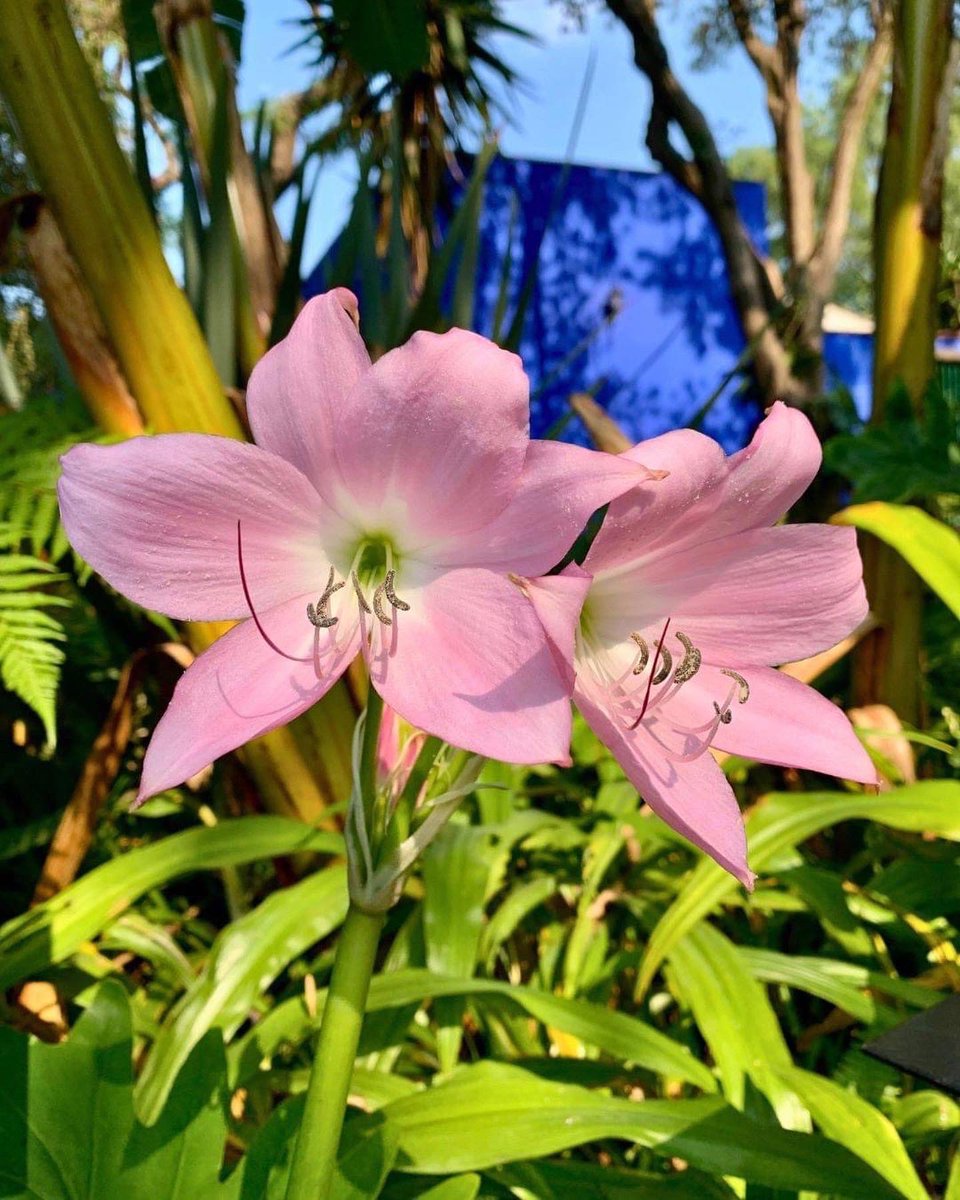 museofridakahlo's tweet photo. Inicia la primavera en la #CasaAzul 💙 https://t.co/9He2pCJXip