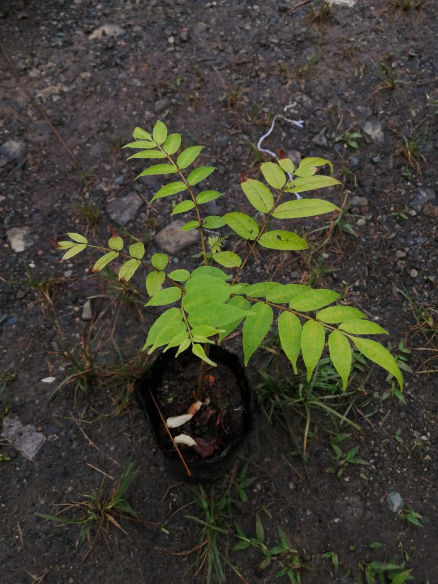Después de enfrentar desafíos como sequías e invasión de plagas, nuestro equipo de restauración ha reproducido con éxito más de 1000 ejemplares de Cedrela angusticarpa en la reserva FCAT.
Un paso crucial para proteger esta especie al borde de la extinción. 🌱🌿
#Conservación