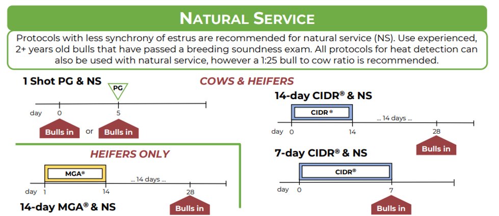 JasonMWarner's tweet photo. Not sure about A.I.'ing, but still want to try to tighten next year's calving season?  
Consider synchronization with natural service..... 

More info at https://t.co/uGg2XjOVYy #ksubeef 

If you want to read more....
https://t.co/SlPg2BD77R

Or listen....https://t.co/pE6ZBuqnhe https://t.co/EgK2DfYmr7
