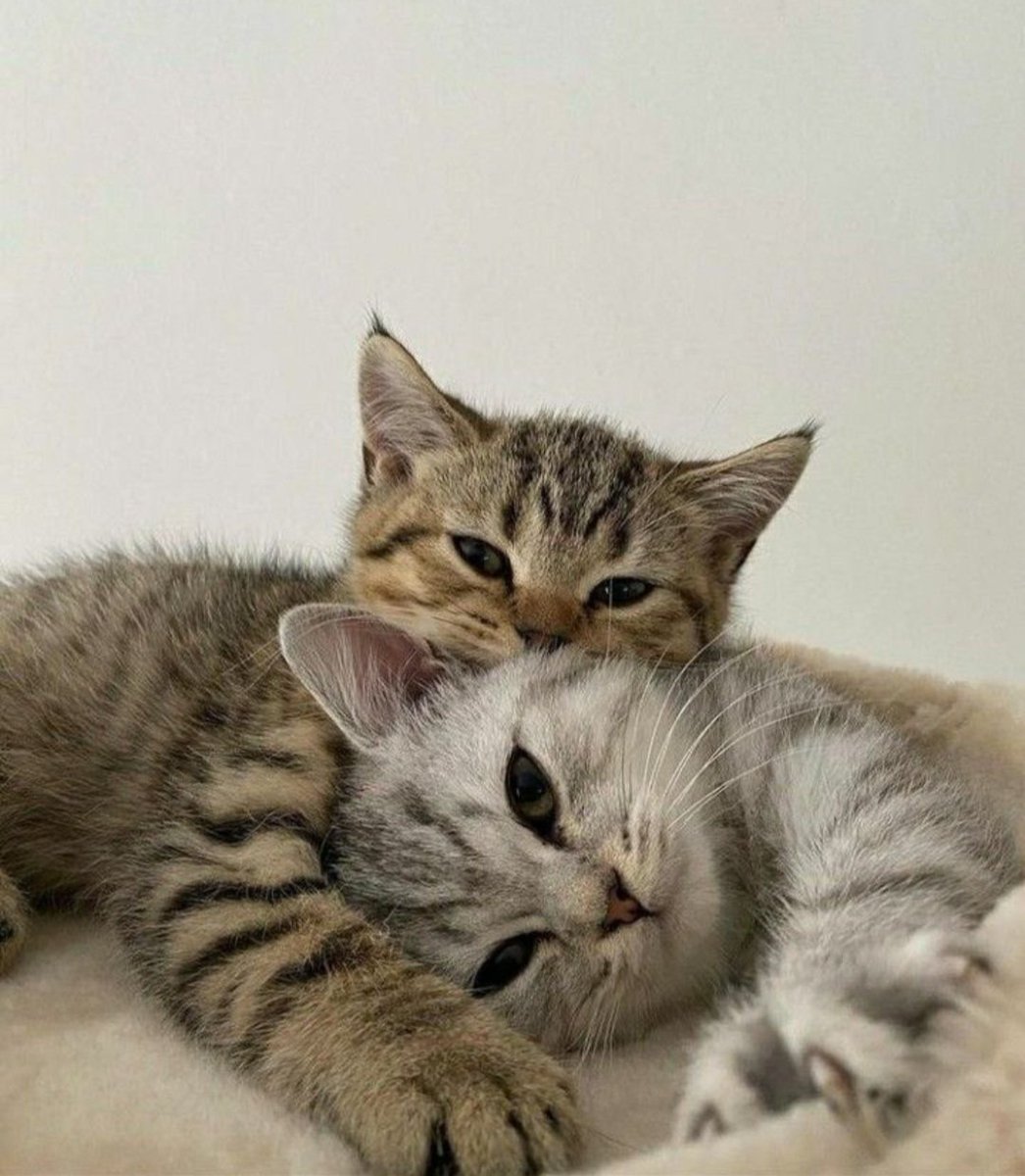 Cats That Make You Happy (@qstpasse) / Posts / X