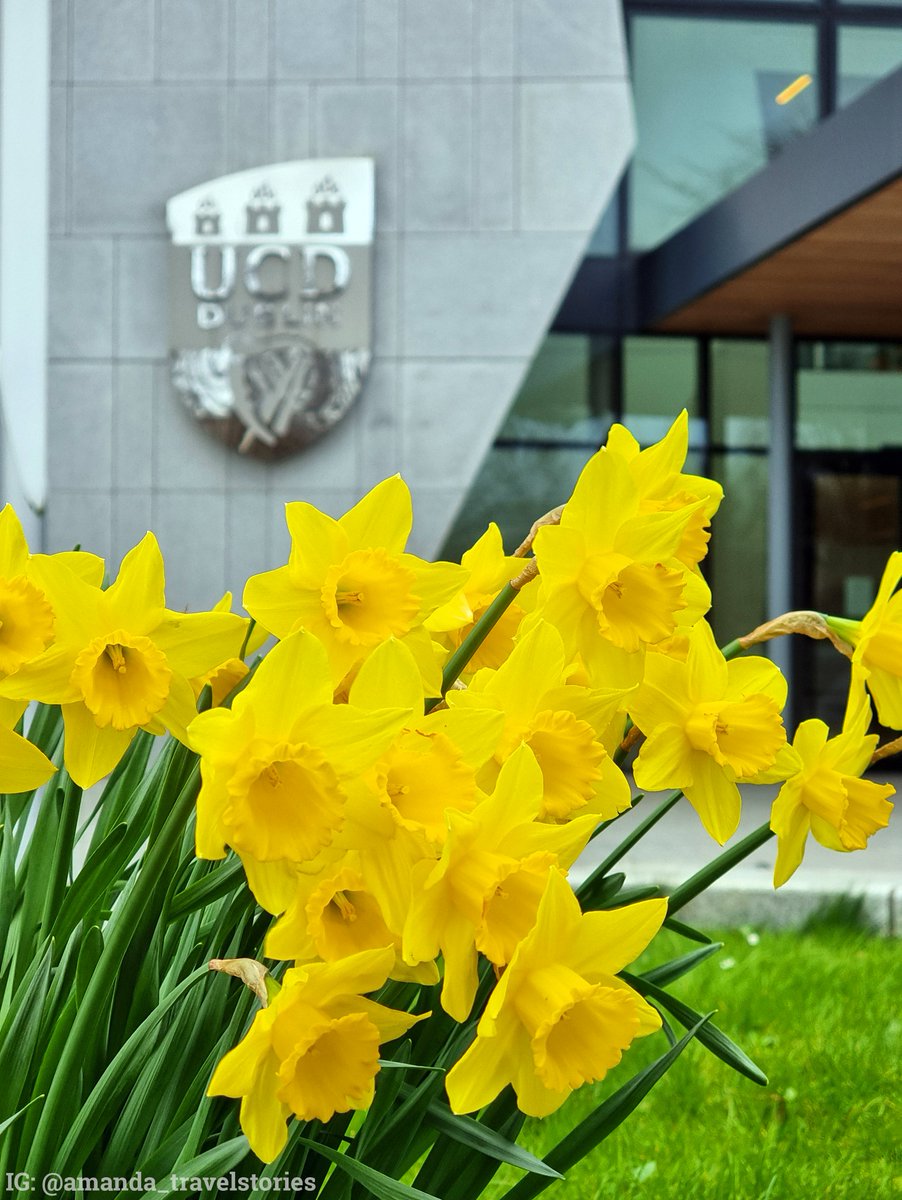 🌼✨ A beautiful #DaffodilDay on campus. Huge congratulations to @UCDRugby who have so far raised over €21,000 for @IrishCancerSoc.