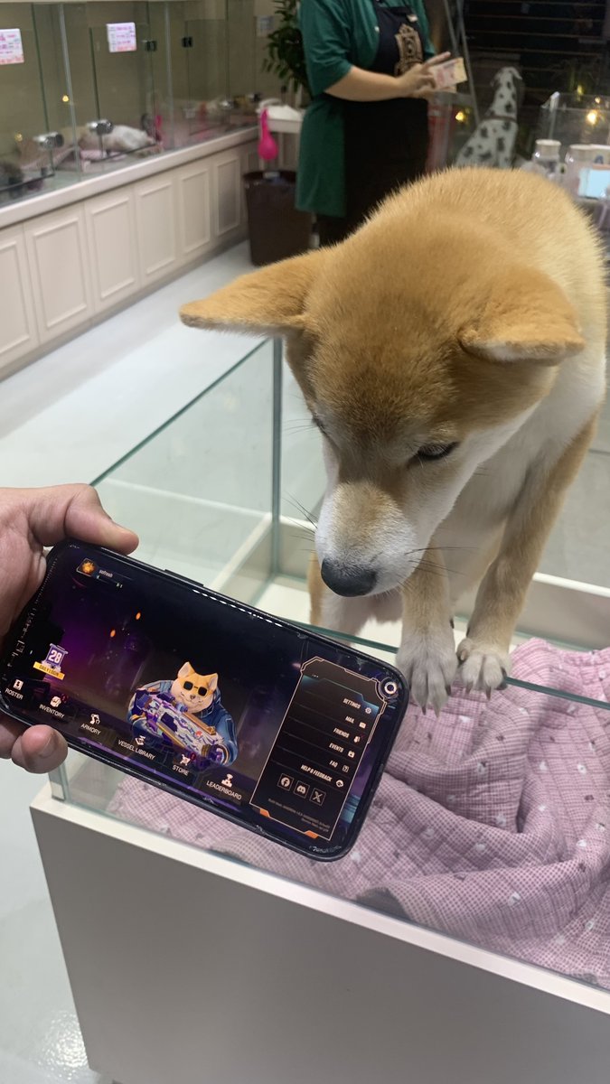 mrjustincohen's tweet photo. Our Sipher Web Shop just launched!
Gettin' my Inu some fresh gear & he wants you to join in on the fun πΆ
Quick & easy Sipher package giveaway:
1οΈβ£ Post a pic of you playing #SipherInTheWild & use hashtag
2οΈβ£ Follow & tag me @mrjustincohen @playSIPHER
7 most creative shots win:
π Top 2 = 5,050 RAM ($49.99)
π Lucky 5 = Divine Starter Package ($19.99)
Choosing winners after the weekend Mar 25!