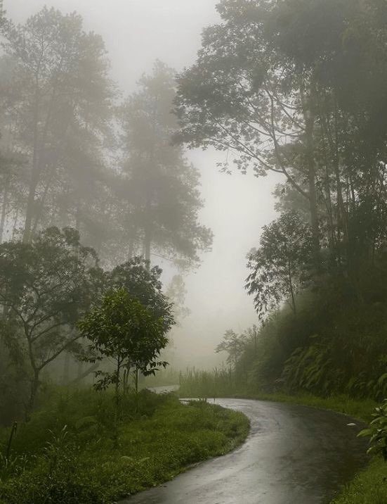 gIoomyweather's tweet photo. rain forest. https://t.co/SScJRCiPvj