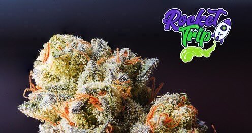 toqueyrol420's tweet photo. Y para iniciar el día, ¡Unos pipazos! Con flores del #RocketTrip. Son una delicia y te pondrán bien High. ¿Ya las probaste?
-
Cultivos indoor, los mejores de todo #Mexico.
-
#weed #flores #cogollo #cuernavaca #cdmx https://t.co/wrhHxpbRJV