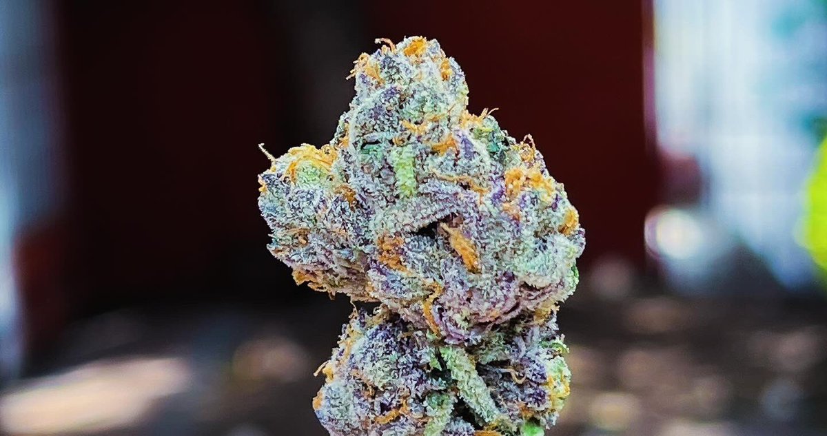 toqueyrol420's tweet photo. Y para iniciar el día, ¡Unos pipazos! Con flores del #RocketTrip. Son una delicia y te pondrán bien High. ¿Ya las probaste?
-
Cultivos indoor, los mejores de todo #Mexico.
-
#weed #flores #cogollo #cuernavaca #cdmx https://t.co/wrhHxpbRJV