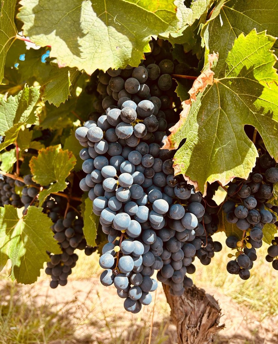 🍇🍷 ¡Tiempo de vendimia en Alpasión! Sumérgete en la emoción de la cosecha con el aroma embriagador de nuestras uvas. Una experiencia inolvidable! 🍇🍷 

#Vendimia2024 #HarvestTime #Alpasion #Harvest2024 #VineyardLife