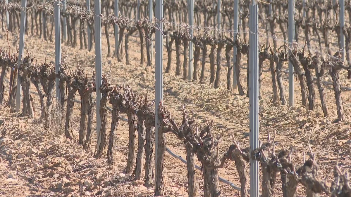 Con motivo del día del Agua 2 propuestas, en Agrosfera
📌Viñedos con un 40% menos de riego en Verdú, Lleida
📌En la Granja experimental Cobadú miden el consumo individualizado de agua de las veces y con él su alimentación.
