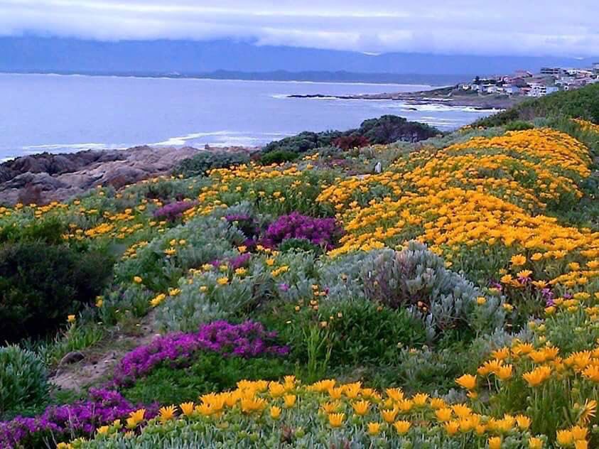 Overberg South Africa 
📷Ina H Langerman 
So so gorgeous and it’s in my doorstep.
