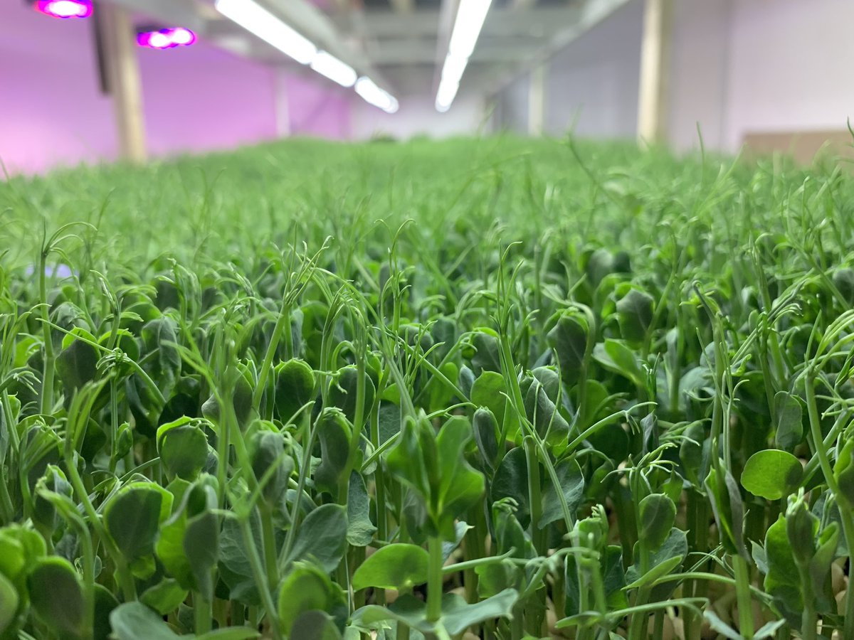 Tenterdengreens's tweet photo. https://t.co/qPg5mov8cB