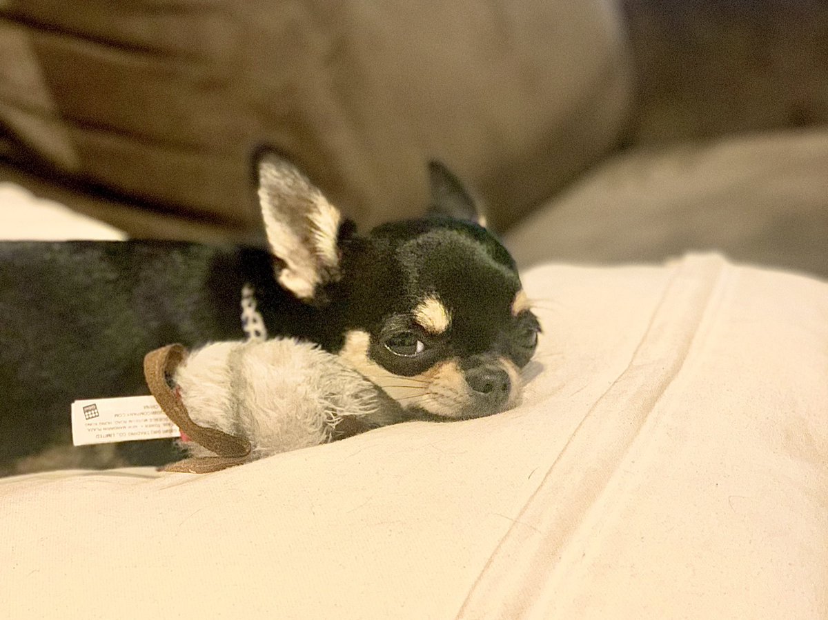 It’s great to be back on Twitter after @Ben_Leo_Parker from @UniMelbMDHS lost access (thanks @elonmusk for firing staff and disabling SMS 2FA). Stay tuned for lots of metabolic proteomic news and research! Here’s a photo of Tiggy the Chihuahua to start your weekend…