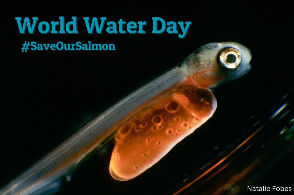 🌊 Let's create positive ripples for salmon on #WorldWaterDay! Thank you @POTUS for taking the 1st step toward restoring the Columbia River. We’re closer to the goal of restoring the lower Snake River. Together, we can continue this momentum for a healthier planet! #SaveOurSalmon