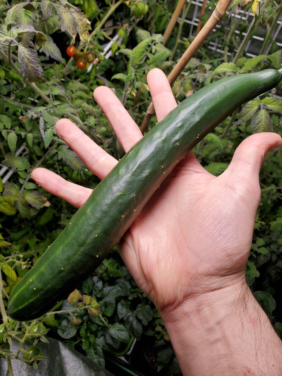 I was making veggie sandwiches and this cucumber never made it on it I ended up taste testing the whole cucumber before the sandwich was complete