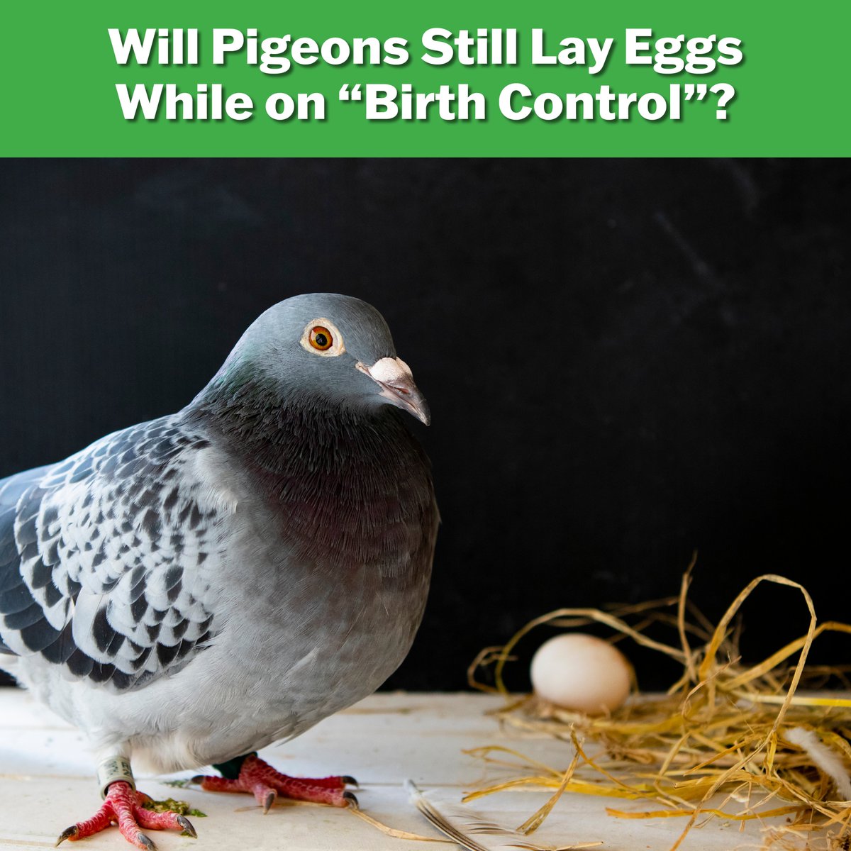 OvoControl inhibits successful egg fertilization. Having eggs is actually a beneficial effect, as the pigeon will stay at the original nest and incubate the eggs rather than leaving the site and starting a new nest elsewhere. #pigeons #birdcontrol #pestcontrol