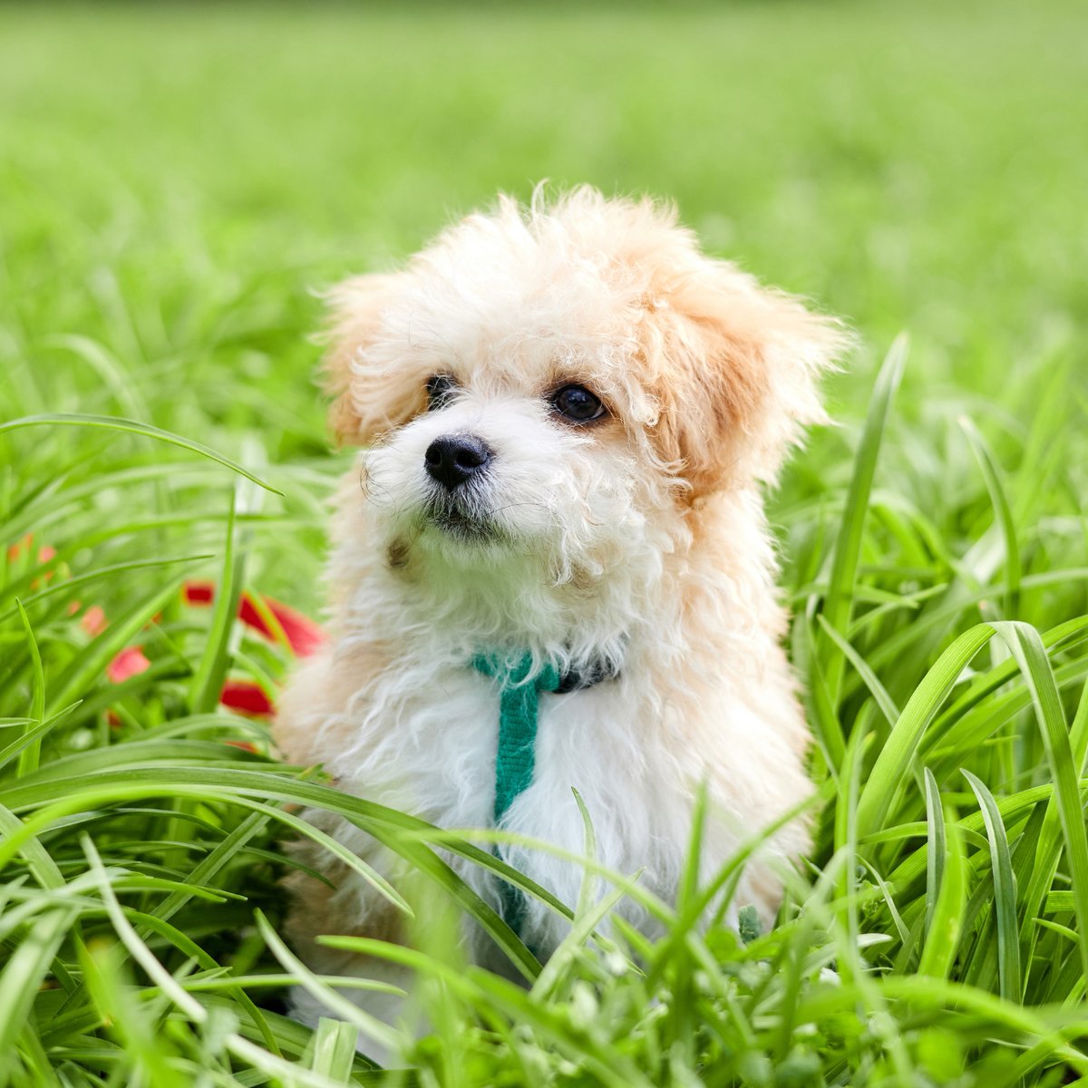 FluffnClick's tweet photo. Life's little moments are even sweeter when shared with a faithful companion. 🐾❤️

#petsoninstagram #petslife #petsoftheday #pets🐾 #petslove #friendlypets #mypets #fortheloveofpets #igpets #petsofinstaworld #ilovepets https://t.co/ayFk5bSZ1P