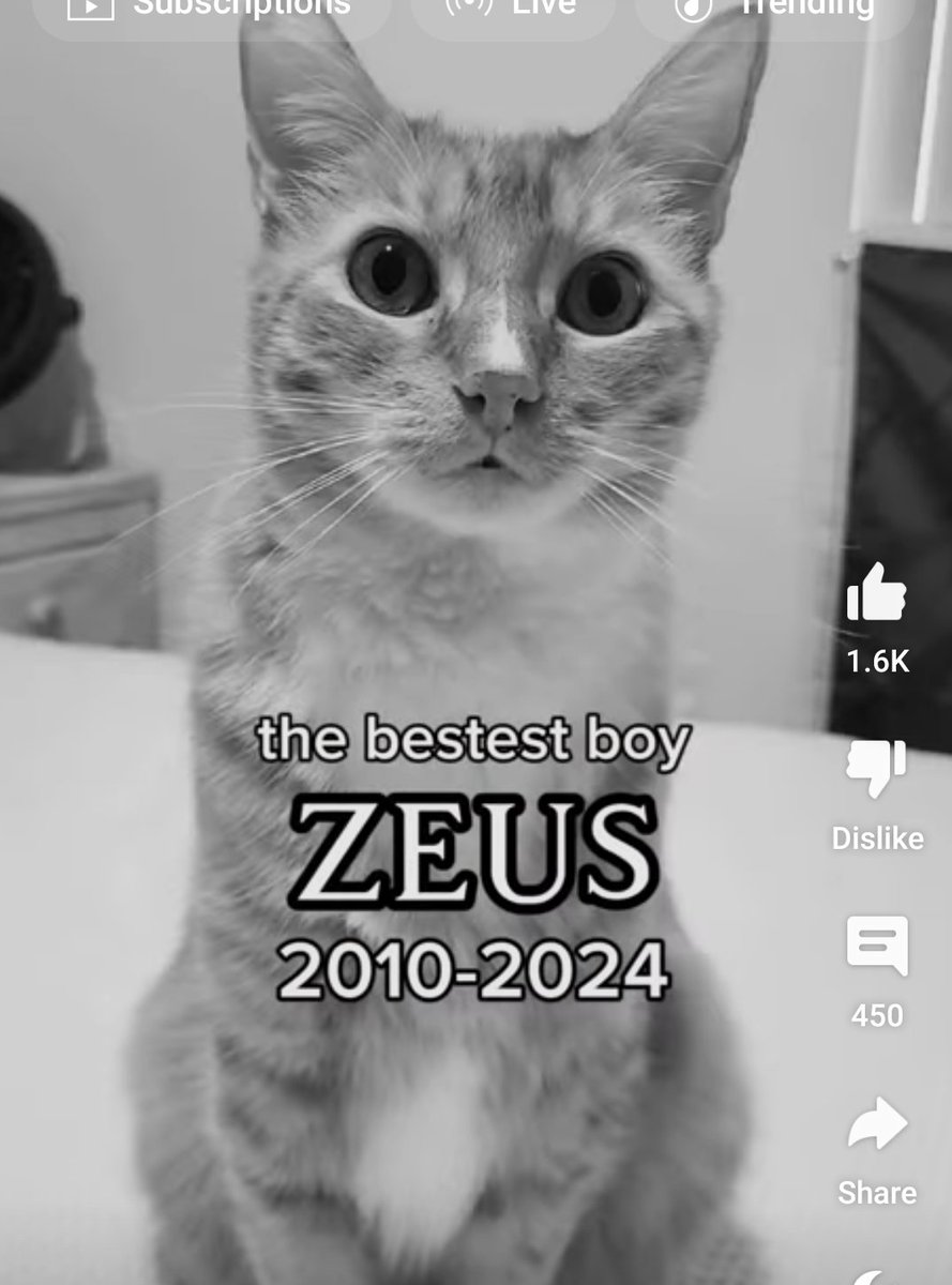 TheDemonPrinxxe's tweet photo. As a fan I grew enjoying watching the dynamic duo of Kurt Tocci and Zeus my two favorite youtubers.
Sad to hear the passing of Zeus forever my favorite YouTuber 🙏
#ripZeus 
- @IsDeadpoolYa https://t.co/ichnlsWiaa
