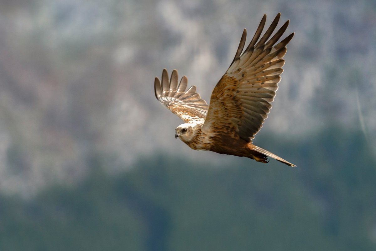 GrandBoho's tweet photo. Be the bird, not just in flight but in spirit🕊️💖
Soar above, dive deep into the vast, open skies of possibility.
In our journey, let's seek not just to see but to truly understand, to connect, to be one with the world.
#BeFree #ExploreDeeply #travel #digitalnomad https://t.co/InrelknAOu