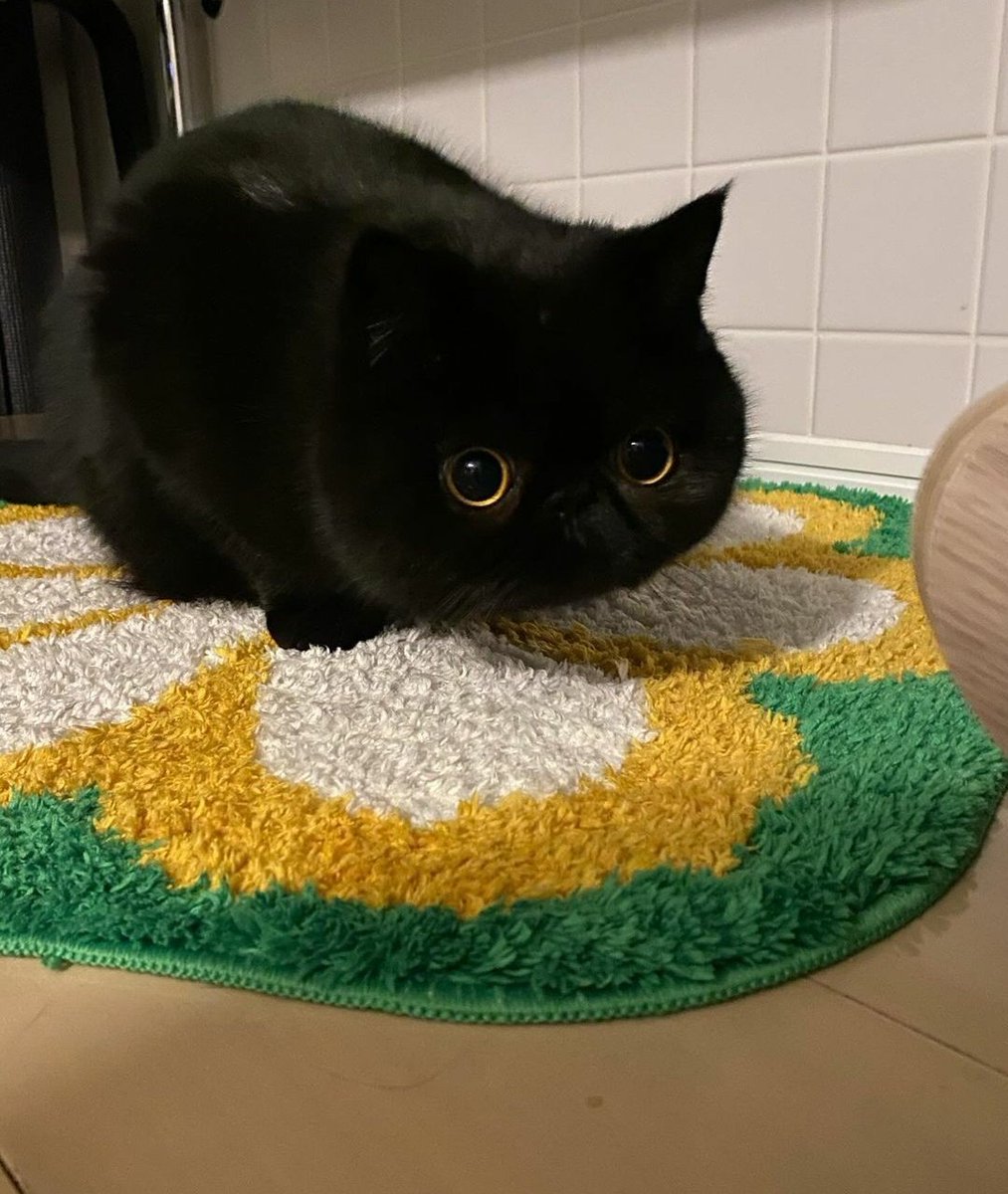 contents that ll heal your depression 🌻 (@catshealdeprsn) on Twitter photo 