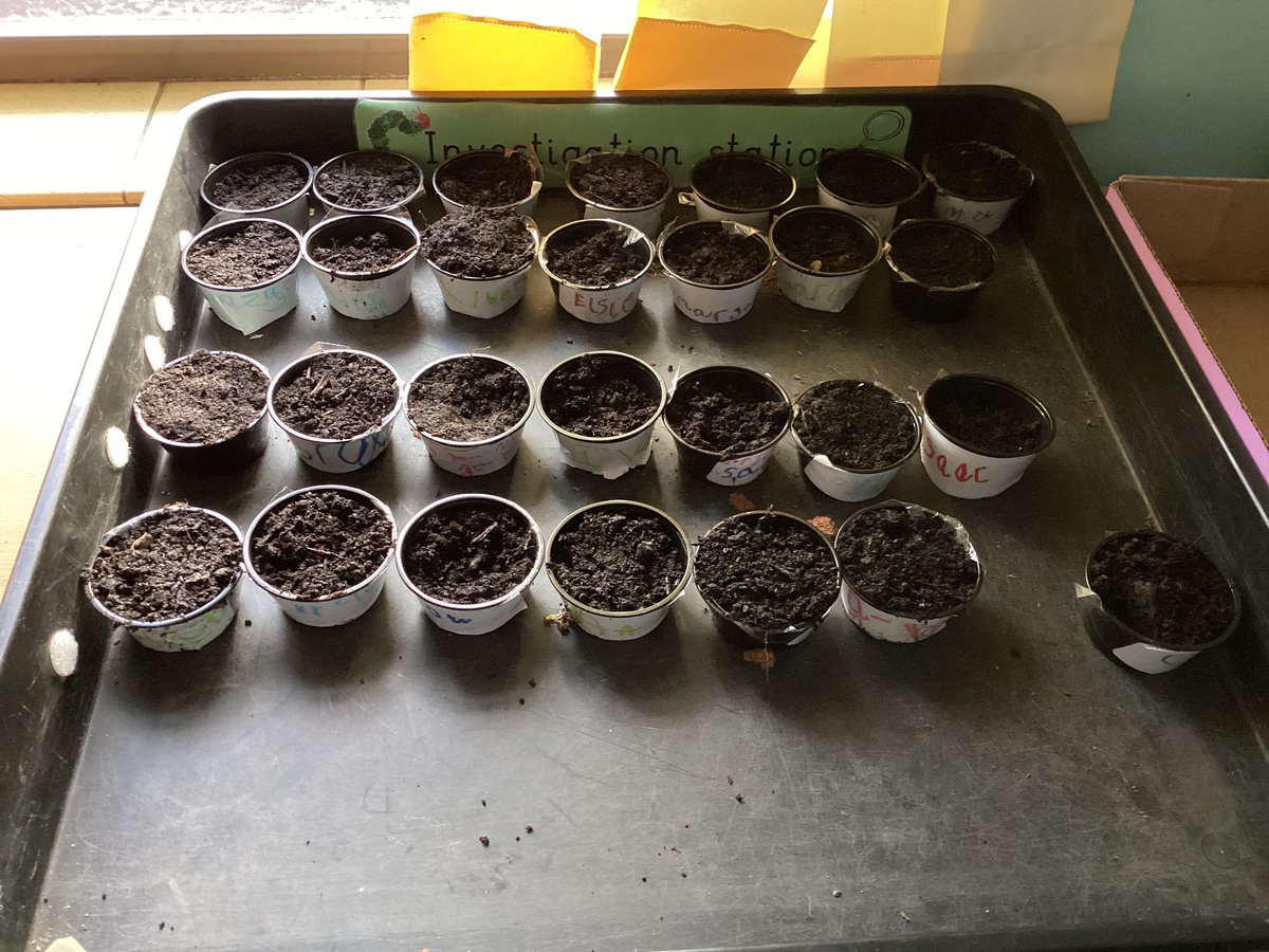 AnthonyCurton's tweet photo. After our cress experiment, to learn what a plant needed, Reception class are now having a sunflower growing competition. They have to see if they can care for their sunflower to help it grow big and strong. 🌻 @PKCKST This all part of our #GrowingAndChanging topic! https://t.co/yxDP2T5wfB