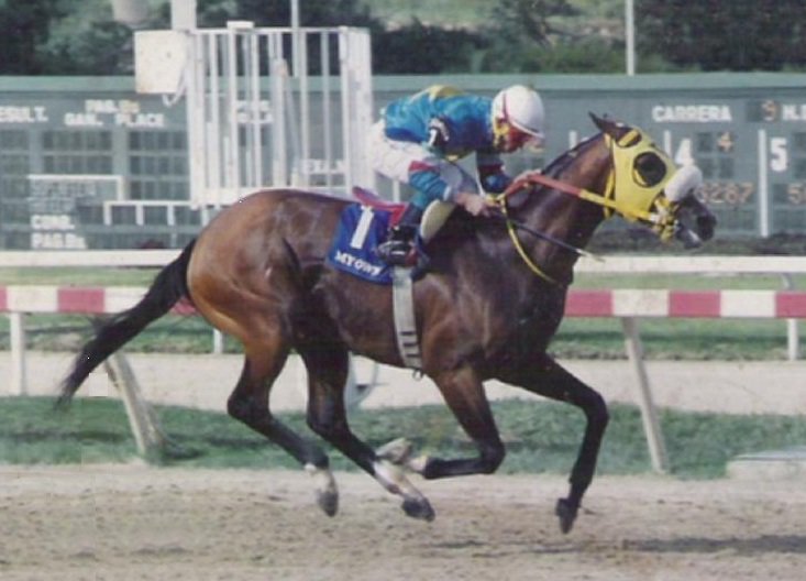 Ningún otro caballo criollo reúne en su curriculum TODO lo de MY OWN BUSINESS:

Campeón a los 2, 3, 5 y 6 años;
4 records de pista;
Ganador desde 1.200 hasta 3.200 mts;
Ganador de 37 carreras (31 selectivas);
12 Clásicos Grado 1;
Unico 3 veces ganador en eventos del Caribe.