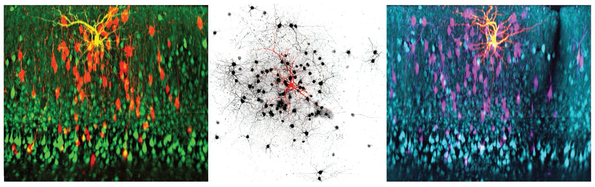 The rossilab.iit.it is hiring a post-doc at <a href="/IITalk/">IIT</a>!
Join us to investigate the circuit mechanisms of adaptive visual behaviour with cutting-edge 2P-imaging, ephys, tracing, and optogen! +Live at the footstep of gorgeous lakes and Dolomites
Job Ad:t.ly/sUkdx