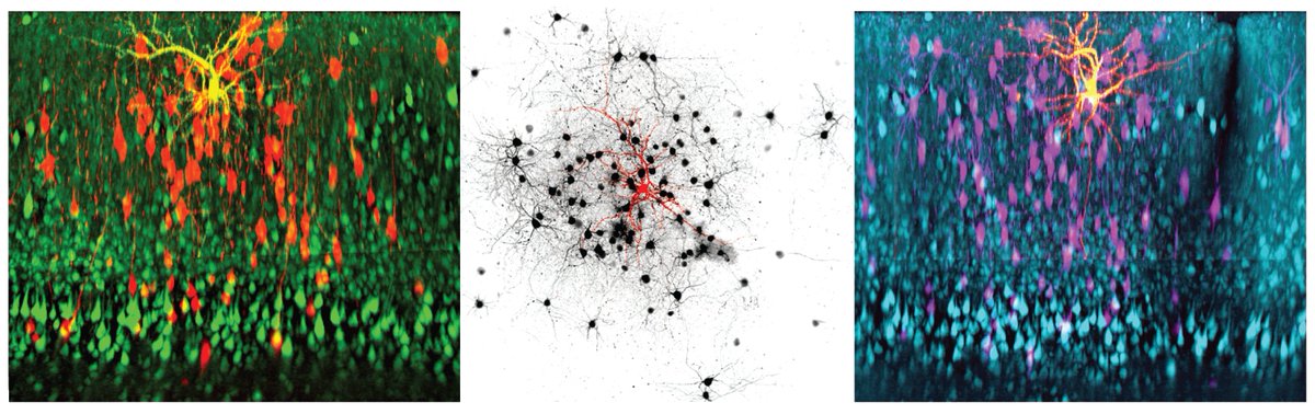 The rossilab.iit.it is hiring a post-doc at @IITalk! Join us to investigate the circuit mechanisms of adaptive visual behaviour with cutting-edge 2P-imaging, ephys, tracing, and optogen! +Live at the footstep of gorgeous lakes and Dolomites Job Ad:t.ly/sUkdx