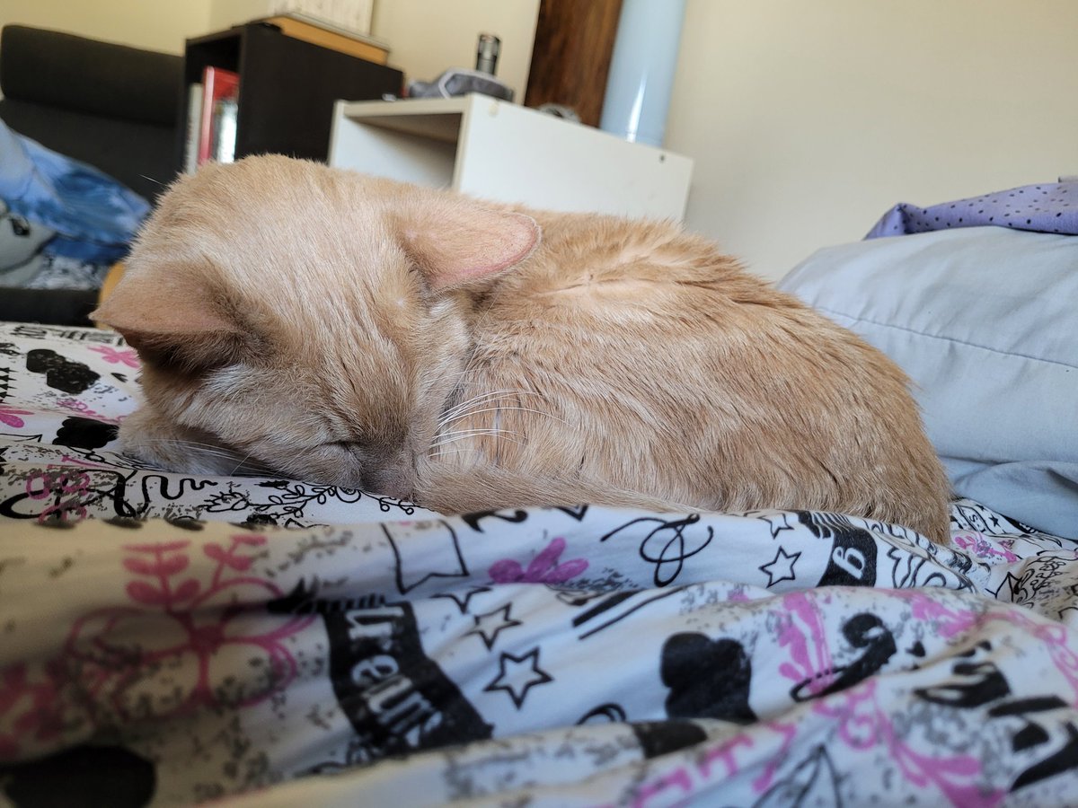 higgins_happy's tweet photo. Happy Gotcha Day Higgins! Here's to many more years with you! #CatsOfTwitter #CatsOnTwitter #CatsAreFamily #gotchaday #CatsLover #Cat https://t.co/suABOJXi0W