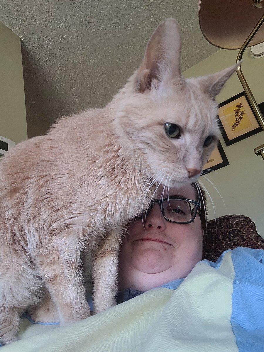 higgins_happy's tweet photo. Happy Gotcha Day Higgins! Here's to many more years with you! #CatsOfTwitter #CatsOnTwitter #CatsAreFamily #gotchaday #CatsLover #Cat https://t.co/suABOJXi0W