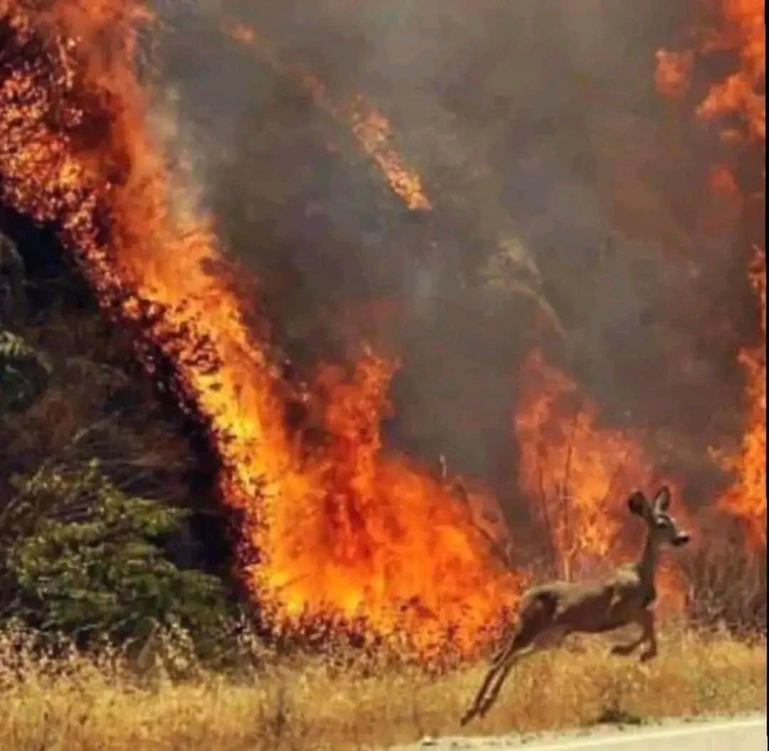 Emergencia total por incendios de nuestras montañas del Parque Henry Pittier, todos a colaborar, Rescate Aragua presentes. @7cesarortiz @fevesar_ong @italo_sabatino @pcmbi @RadiorescateTV @pcaragua1